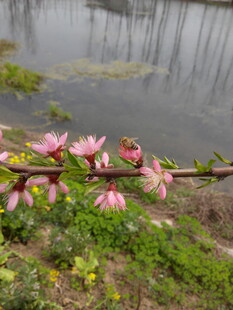 湖畔绽放的粉嫩花枝