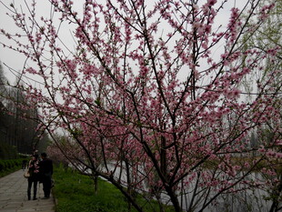 春日繁花下的漫步身影