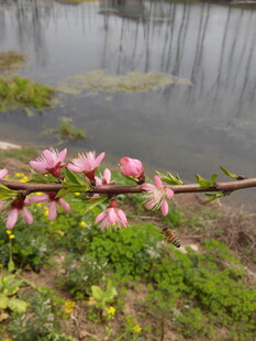 湖畔绽放的粉嫩花枝