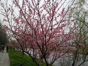 河畔盛开的烂漫粉色桃花