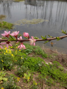 湖畔花枝绽放的春日美景