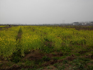 田野中的灿烂黄色花田