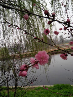 湖畔柳垂桃花绽