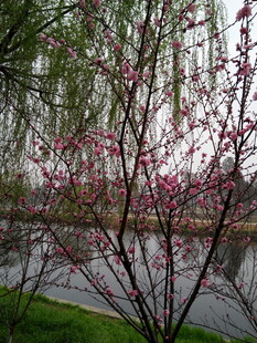 河畔柳粉相映春景