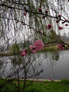 湖畔柳垂粉花映美景