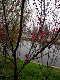 河畔绽放的艳丽花枝