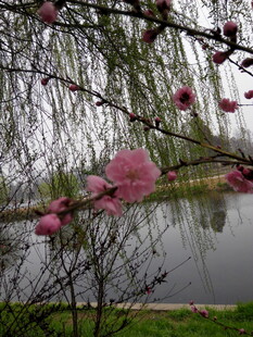 湖畔柳垂桃花艳