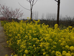 春日油菜花田小道美景