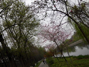 春日湖畔樱花树景