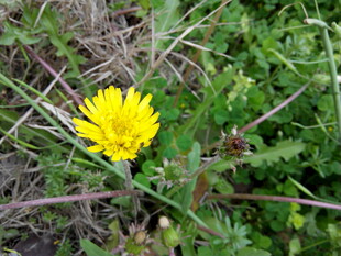 草丛中的黄色小花