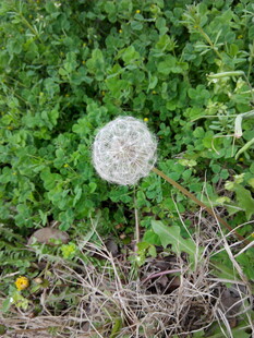 草丛中的白色蒲公英