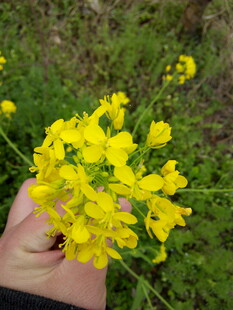 手捧黄色小花