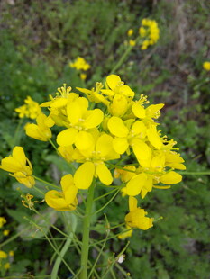 绽放的黄色小花