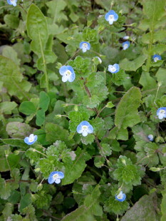 蓝白小花点缀绿色草丛