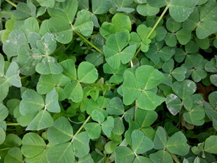 翠绿三叶草植物特写