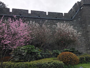 古城墙边绽放的烂漫花卉