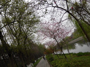 春日湖畔樱花小道美景