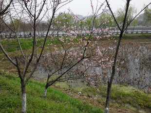 春日河畔绽放的粉嫩花枝