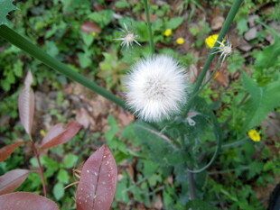 草地上的白色蒲公英