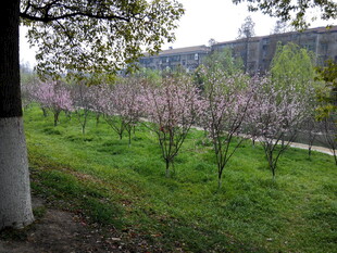 春日繁花盛开的绿地景观