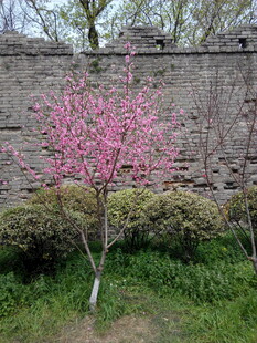 墙边绽放的粉嫩桃花