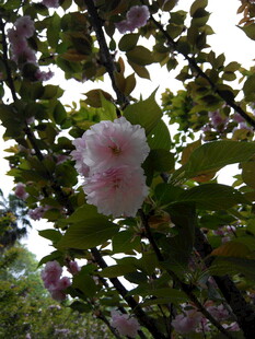 枝头绽放的柔美粉色花朵