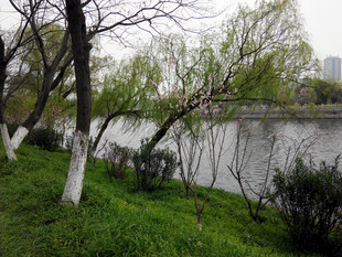 湖畔春景 垂柳绿草映碧水