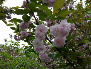 枝头绽放的粉嫩樱花