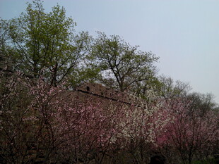 春日繁花盛开的树林