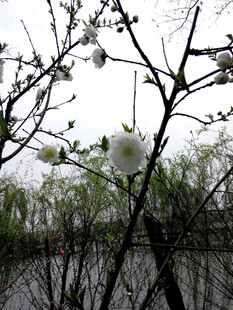 湖畔枝头绽放的洁白花朵