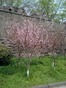 墙边绽放的粉嫩桃花