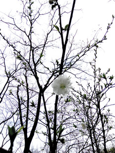 枝头覆雪的冬日树木景象