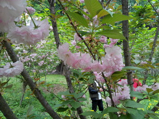 春日烂漫樱花林