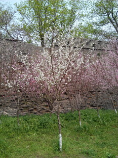 春日绽放的烂漫粉色花树