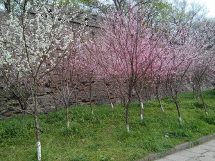 春日繁花盛开的林间小道