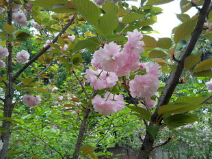 枝头绽放的粉嫩樱花