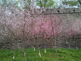 城墙边绽放的烂漫桃花