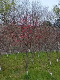 春日桃林 粉嫩花枝绽新景