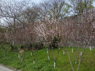 春日繁花盛开的绿地景观