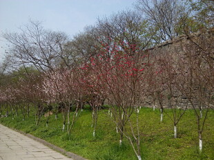 春日路旁绽放的粉嫩花枝