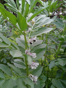 绿叶间的白色花朵
