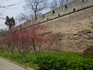 古城墙边绽放的烂漫花枝