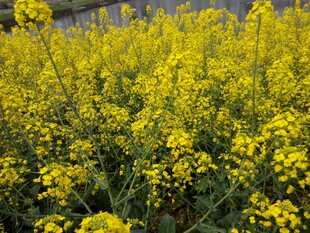 金黄灿烂的油菜花田