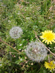 草地上的蒲公英与小花