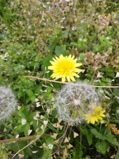 草地上的蒲公英与小花