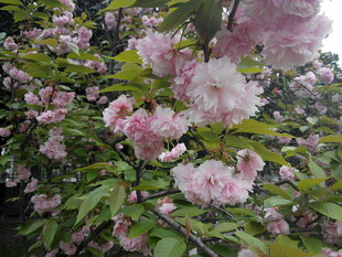 盛开的粉色樱花美景