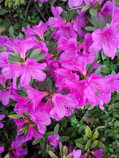 艳丽绽放的紫色杜鹃花