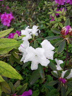 白紫杜鹃花绽放美景