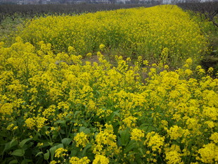 金黄油菜花田美景