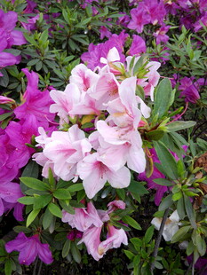 多彩杜鹃花绽放